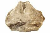 Pleistocene Fossil Tortoise (Gopherus) Nuchal Scute - Florida #265356-1